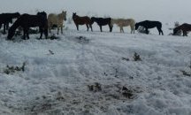 Бедстващи коне бяха спасени в Осоговската планина