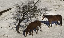 Качват с моторни шейни проверяващи при бедстващите в Осогово коне