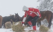 58 са исканията за проверки от МВР за насилие над животни