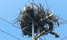 195 нови платформи за щъркелови гнезда в Югоизточна България