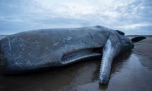 Замърсяването на водите с пластмаса уби кит и го изтласка на испански бряг