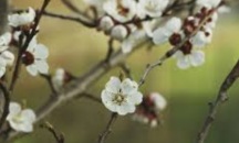 Неизвестен начупи клоните на 132 кайсиеви дървета