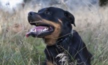 Заключиха деца в училище заради ротвайлер в двора му