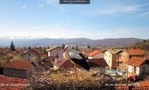 И тази година на живо следим любовния живот на щъркелите в с. Ярлово (ВИДЕО)