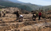 Започна залесяването на изгорелите площи в Стара Кресна (СНИМКИ)