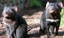 Учени откриха тасманийски здрави дяволи -  надежди за спасяването на вида