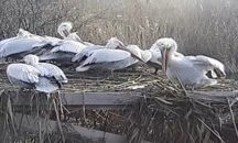 Излюпиха се първите пеликанчета в резервата "Сребърна"