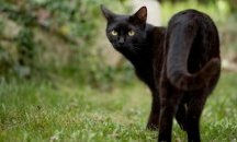 Полицията издирва котка-наркотрафикант