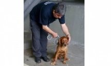 Ето го кучето-герой Ричи, което хвана хероин за 12 млн. лева