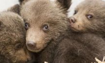 Мечето беглец от Кладница вече е при майка си