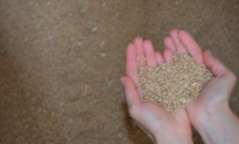 Дъждовете намалиха реколтата от пшеница с 1 милион тон