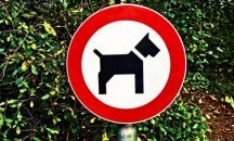 Собственици на кучета протестират заради затворена площадка в Пловдив