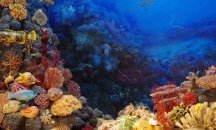 Модерен апарат ще търси подводни атракции по нашето крайбрежие