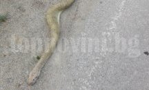 Откриха мъртъв триметров тигров питон на път Е-80 (СНИМКИ)