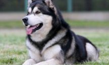 Хъски спаси живота на жена в безпомощно състояние в Морската градина в Бургас