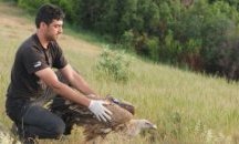 Маркираха първите белоглави лешояди за годината в Родопите