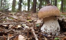 Пчелари откриха десеткилограмова гъба край Чепеларе, достойна за Гинес