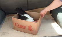 Спасиха малко щъркелче в Русенско