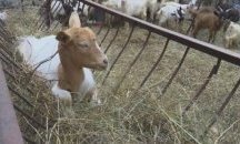 Стартират информационни срещи по хасковските села за чумата по животните