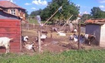 Порожанов: Две са стадата, в които има констатирана положителна проба за чума