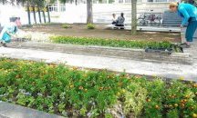 Засадиха 4000 цветя пред пощата в Разград