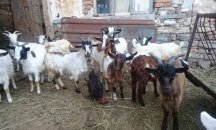 2 050 000 лв. по помощта de minimis са преведени до момента в Ямболско и Бургаско