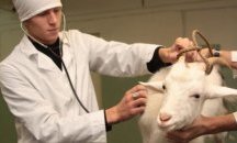 Ветеринар от Дупница е заразен с бруцелоза