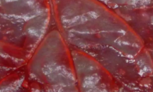 Учени превърнаха листо от спанак в жива сърдечна тъкан