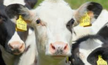 Британска компания пусна първата „веганска“ тарифа за ток в света