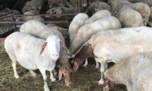 В Ямбол гледаха дело по жалба на собственици на стадото от Болярово