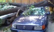 Дърво падна върху три автомобила в Пловдив