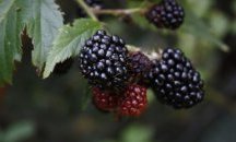 Дивите къпини в Ардинско готови за бране по-рано заради дъждовете