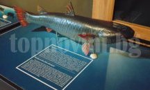 Показват 3D макети на черноморски риби на о-в Света Анастасия