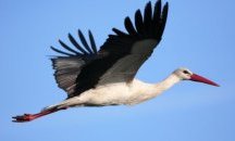 Десетки щъркели загинаха от високоволтова дъга в Елховско