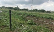 Свикват кризисни щабове в Силистренско, Русенско и Добричко заради чумата по свинете
