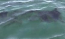 Мазут се появи и на плаж ''Корал''