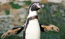 Два пингвина бяха заловени в извънбрачна афера