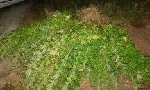 Разкриха нива за отглеждане на канабис в Пернишко