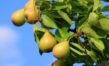 Вижте кои суперхрани да ядем през есента, за да сме здрави