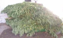 100 кв.м. с марихуана по поречието на Бели Лом разкриха в Разградско