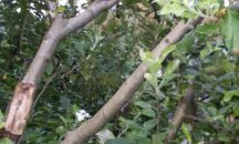 Плодни дръвчета цъфтят в еленския Балкан посред лято