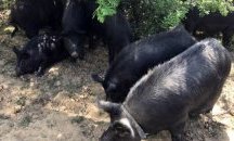 Отрицателни са пробите за африканска чума по свинете в Бозвелийско