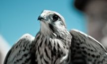 Откриха препарирани животни от защитени видове в частен дом в Троянско