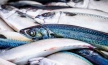 Мъртва риба е открита в река Стряма в района на град Баня