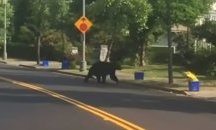 Майка прогони мечка, качила се в колата при детето ѝ