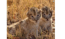 Лъвчета инвитро дават надежда за оцеляването на големите котки
