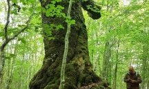 РИОСВ – Смолян откри процедура по обявяването на четири дървета за защитени