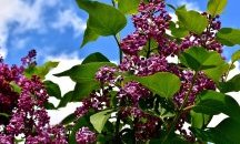 Люляк цъфна в Кюстендил за втори път тази година