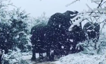 10 сантиметра сняг натрупа в Южна Африка