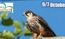 За 25-ти път през октомври празнуваме Европейските дни на птиците